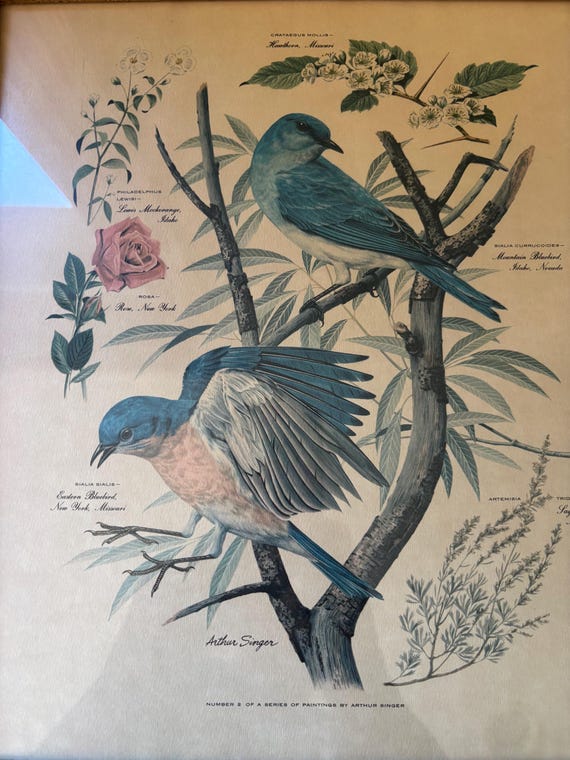 Arthur Singerアーサーシンガー！フラミンゴバレット。鳥のArtist Framed Mountain Bluebird Painting by Arthur Singer - Number 2 - Etsy