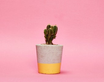 Concrete Cactus Pot/ Concrete Planter, Cactus or Succulent Plant Pot, Handmade, Hi Cacti, Yellow, Small Size- Includes Cactus or Succulent