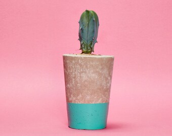 Concrete Cactus Pot/ Concrete Planter, Cactus/ Succulent Plant Pot, Handmade, Hi Cacti, Turquoise, Tall Size- Includes Cactus or Succulent