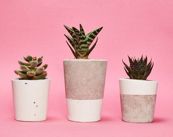 Concrete Cactus Pot Set of 3/ Concrete Planters, Hi Cacti,  Cactus/ Succulent Plant Pots, Handmade, White - Includes Cactus and Succulent