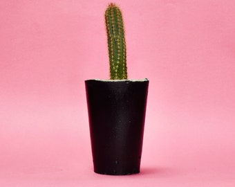 Concrete Cactus Pot/ Concrete Planter, Cactus/ Succulent Plant Pot, Handmade, Hi Cacti, Black, Tall Size- Includes Cactus or Succulent.