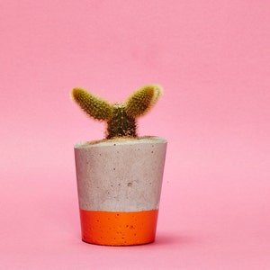 Concrete Cactus Pot/ Concrete Planter, Cactus/ Succulent Plant Pot, Handmade, Orange, Small Size Includes Cactus or Succulent image 2