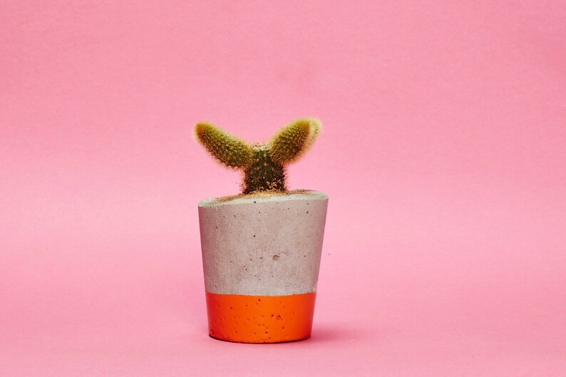 Concrete Cactus Pot/ Concrete Planter, Cactus/ Succulent Plant Pot, Handmade, Orange, Small Size Includes Cactus or Succulent image 2