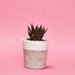 see more listings in the Concrete Pots section