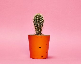 Concrete Cactus Pot/ Concrete Planter, Cactus/ Succulent Plant Pot, Handmade, Orange, Small Size- Includes Cactus or Succulent