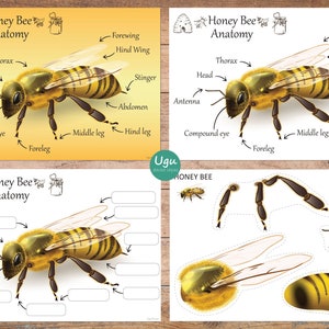 HONEY BEE, Honey Bee Posters, Bee Anatomy, Honey bee study, Honey bee printables, Nature unit study, Honey bee puzzle, Honey bee printables