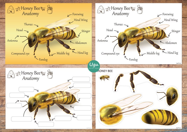 HONEY BEE,Honey Bee Posters,Bee Anatomy,Honey bee study,Honey bee printables,Nature unit study,Honey bee puzzle,Honey bee printables image 1