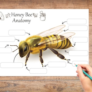 HONEY BEE,Honey Bee Posters,Bee Anatomy,Honey bee study,Honey bee printables,Nature unit study,Honey bee puzzle,Honey bee printables image 3