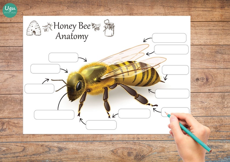 HONEY BEE,Honey Bee Posters,Bee Anatomy,Honey bee study,Honey bee printables,Nature unit study,Honey bee puzzle,Honey bee printables image 3