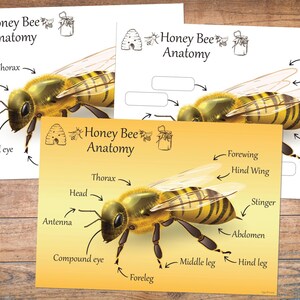 HONEY BEE,Honey Bee Posters,Bee Anatomy,Honey bee study,Honey bee printables,Nature unit study,Honey bee puzzle,Honey bee printables image 2