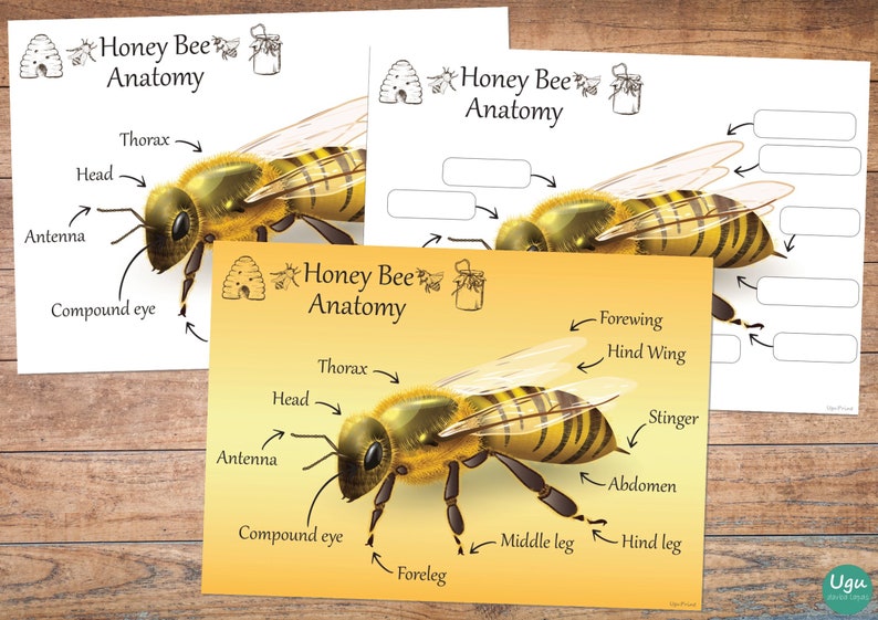 HONEY BEE,Honey Bee Posters,Bee Anatomy,Honey bee study,Honey bee printables,Nature unit study,Honey bee puzzle,Honey bee printables image 2