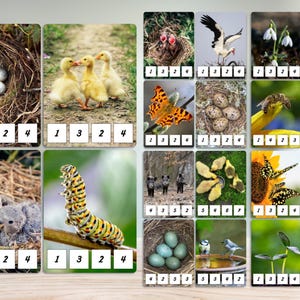 comptage des cartes à clip, activité mathématique du printemps, apprentissage préscolaire, reconnaissance des nombres, motricité, mathématiques Montessori, activité mathématique pour les tout-petits,