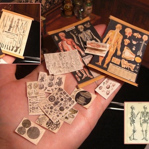 HUMAN ANATOMY Puppenhaus Papier-Set, Miniatur. zweiseitiges medizinisches Poster, aufklappbares viktorianisches anatomisches Minibuch. Digitaler DOWNLOAD. 12