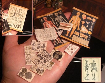 HUMAN ANATOMY Dollhouse Paper Set, Miniature. dwustronne plakaty medyczne, otwierana wiktoriańska anatomia kobiety minibook. Cyfrowe POBIERANIE. 12.