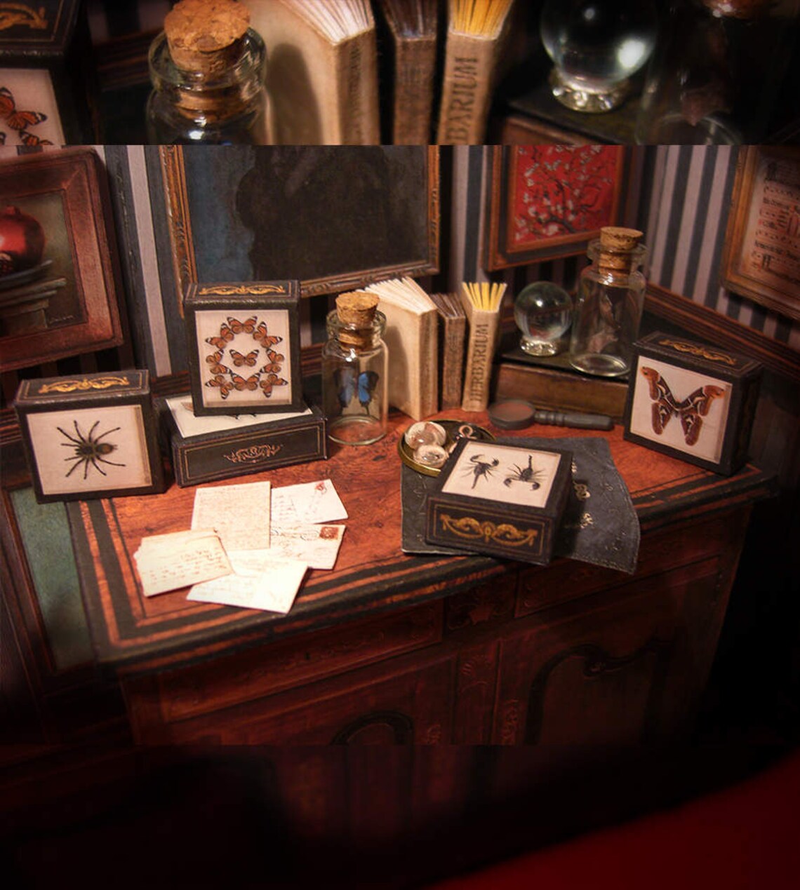 Miniature Specimen Cases Boxes Set . Giant Butterfly and Etsy