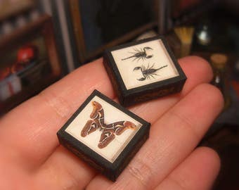Coffret coffrets porte-échantillons miniatures . Papillon géant et scorpions. Miniature de maison de poupée. TÉLÉCHARGER . Boîte d'ombre. Échelle 1:12