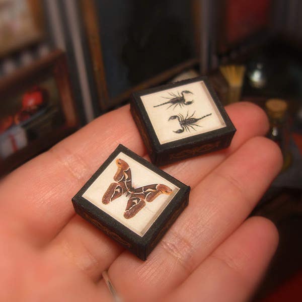 Miniature  Specimen Cases Boxes Set . Giant butterfly and scorpions . Dollhouse Miniature . DOWNLOAD . Shadow box . Scale 1:12