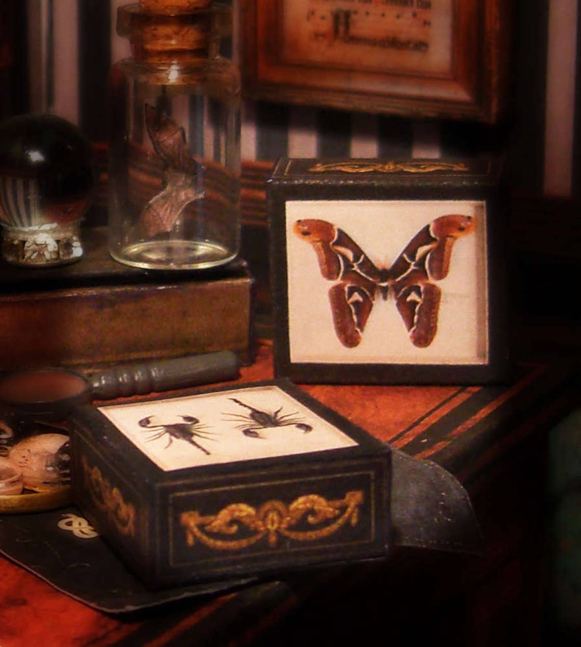 Miniature Specimen Cases Boxes Set . Giant Butterfly and Etsy