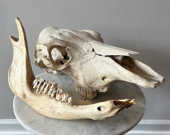 Vintage Found Bull Cow Steer Skull w/ Detached Jaw