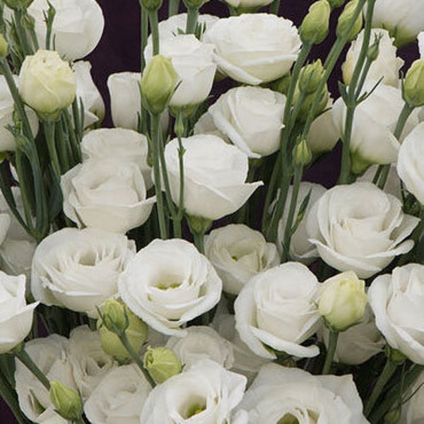 Pre order live plant Lisianthus Plugs
