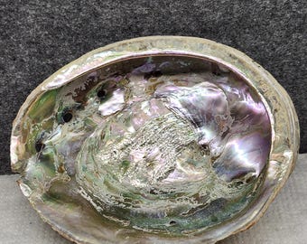 Large Natural Albalone Seashell Mother of Pearl Rainbow Real Nautical Decor