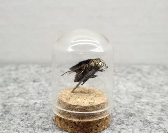 Baldface Hornet Specimen "Super Hornet" Wearing Cape | Glass Cloche | Ethically Sourced