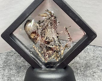 Mummified Mouse Display | Natural Specimen | Curiosity & Oddities Decor | Taxidermy Art | Gothic Cabinet Display