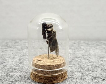 Baldface Hornet Specimen Holding Larvae | Glass Cloche | Ethically Sourced