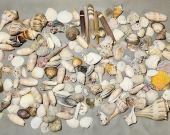 Florida Sea Shells~1.5 lbs~ Crafts~ Decor~ Gulf & Puerto Rico