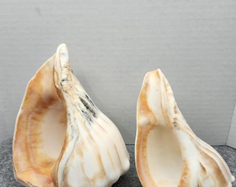 Natural Lightning Whelk Seashell Set of 2 Med/LG Nautical Decor
