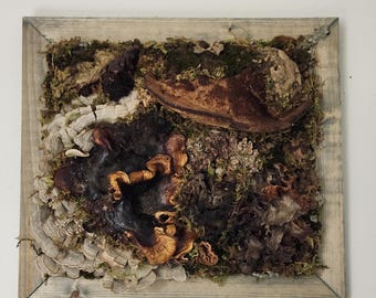 Fungi Wall Art | One-of-a-Kind Mixed Media, Wood Frame