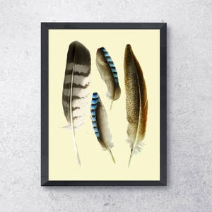 FEATHERS PRINTABLE DESIGNER Feahthers Wall Decor Printable Instand Download Feathers Collection Real Bird Feathers Instant Print