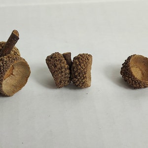 May include: Three acorn caps, two are attached together and one is separate. The acorn caps are brown and have a rough texture.