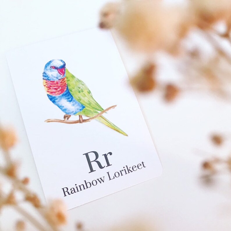 Puede incluir: Una tarjeta did&aacute;ctica con una ilustraci&oacute;n de acuarela de un lori arco&iacute;ris posado en una rama. La tarjeta presenta la letra "R" y las palabras "Lori arco&iacute;ris".