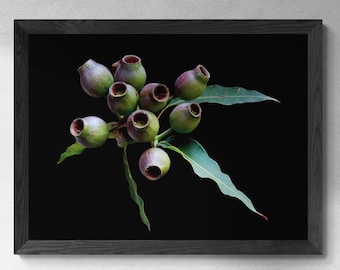 Gum Nuts-fotografieafdruk ~ Downloadbare botanische muurkunst - digitale download door Nadia Culph