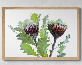 Banksia Heliantha Print – Australian Botanical Wall Art (Digital Download)