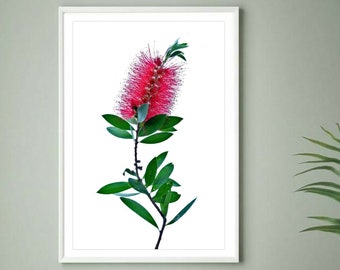 Downloadable Bottlebrush Flower Print ~ Printable Australian Plant Art ~ Digital Download