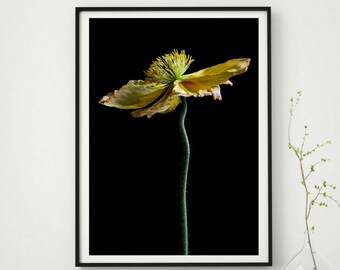 Yellow Poppy Flower Printable Wall Art ~ Downloadable Moody Floral Print ~  Still Life Botanical Artwork ~ Nature Photo ~ Digital Download