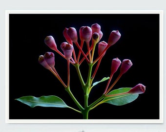 Printable Australian Botanical Photography ~ Downloadable Plant Print ~ Digital Download