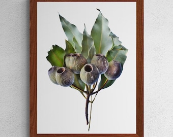 Gum Nuts print ~ Australian nature wall art ~ Digital Download