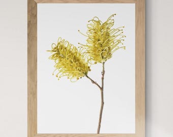 Yellow Grevillea print - Australian floral wall art - Botanical photography - Digital download by Nadia Culph