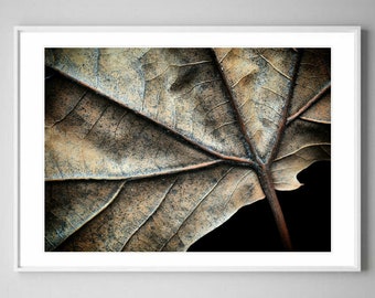 Downloadable Autumn Leaf Print ~ Printable Botanical Photography ~ Earthy Wall Art ~ Digital Download