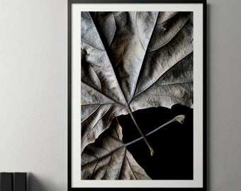 Autumn Leaf Printable Artwork ~ Downloadable Leaves Photography Print ~ Digital Download