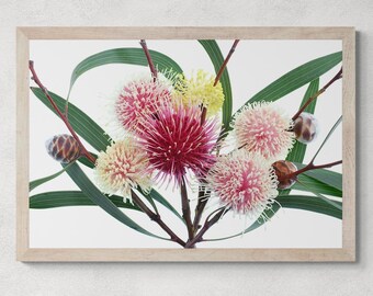 Hakea Blossoms print - Australian floral wall art - Digital download by Nadia Culph