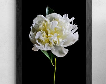 Witte pioenroos ~ Muurkunst witte bloemen ~ Downloadbaar stilleven