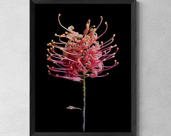 Pink Grevillea Flower Print ~ Colourful Botanical Wall Art ~ Digital Download by Nadia Culph