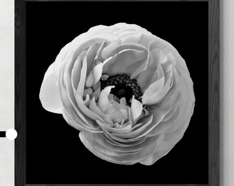 Zwart-witte ranonkelbloemenprint - donkere bloemenmuurkunst (digitale download)
