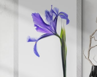 Blue Iris flower print ~ Minimalist floral wall art ~ Digital Download ~ Photography by Nadia Culph