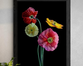 Colourful Poppy flowers wall art print ~ Downloadable floral photography ~ Digital download