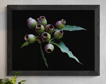 Gum Nuts photography print ~ Downloadable botanical wall art - Digital download by Nadia Culph